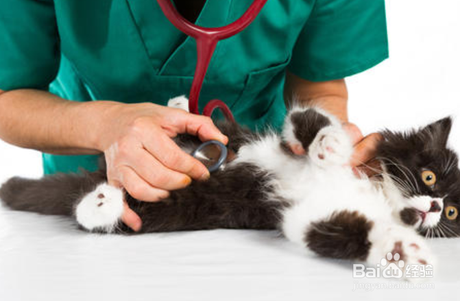 小猫吐白沫不吃东西怎么办