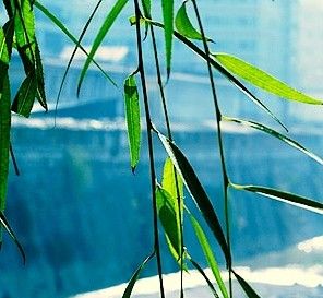 柳叶去痘印祛斑护理液