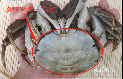 正确区分公螃蟹与母螃蟹#公蟹吃膏 母蟹吃黄