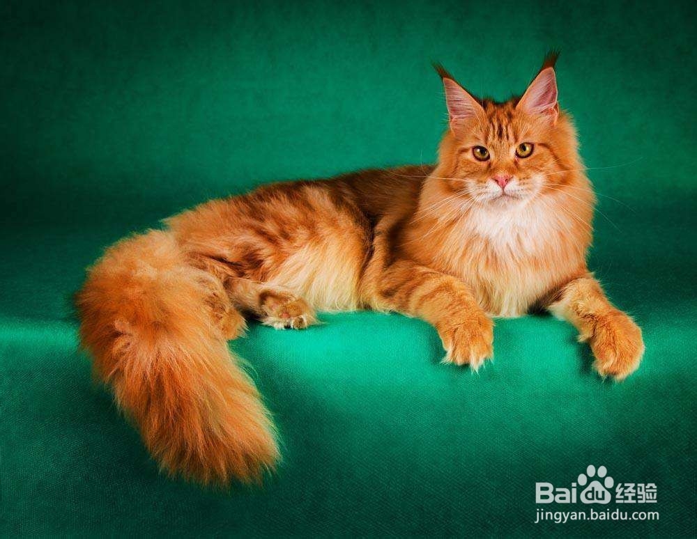 怎样能令猫咪爱上喝水？