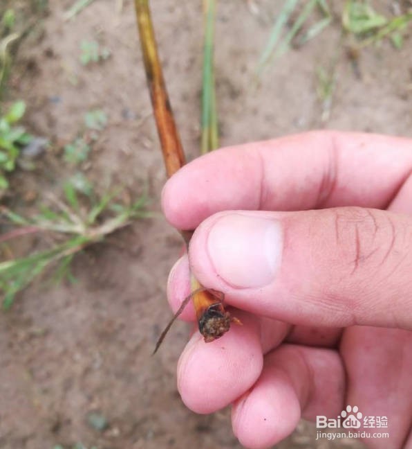 马蹄病虫害图片及防治方法