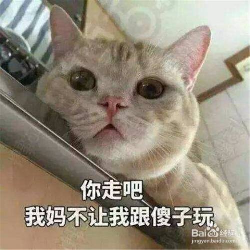 猫咪能吃花生米吗 百度经验