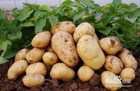 怎样育土豆种和种好土豆?