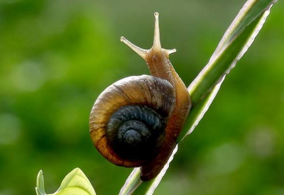 求像“谁说蜗牛不是牛”这样类似的句子，速度！！！