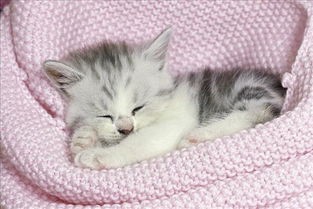 猫咪在哪些时候不能去打扰