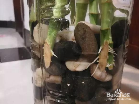 富贵竹黄叶不长根,注意3点,全年绿油油!