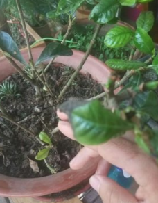 栀子花应该怎么样养护