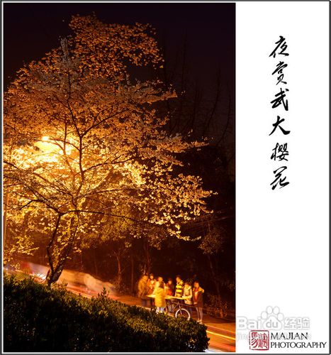 历史名校武汉大学赏樱游记攻略