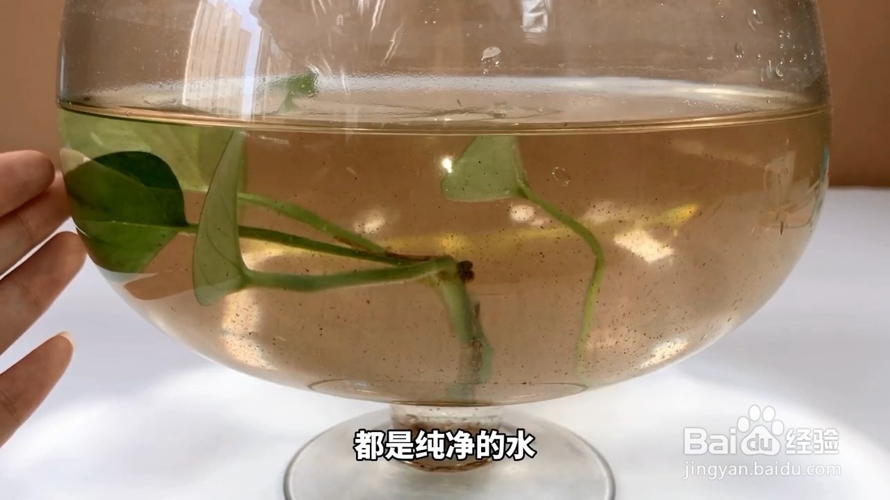 空调水不要浪费,还能用来养鱼