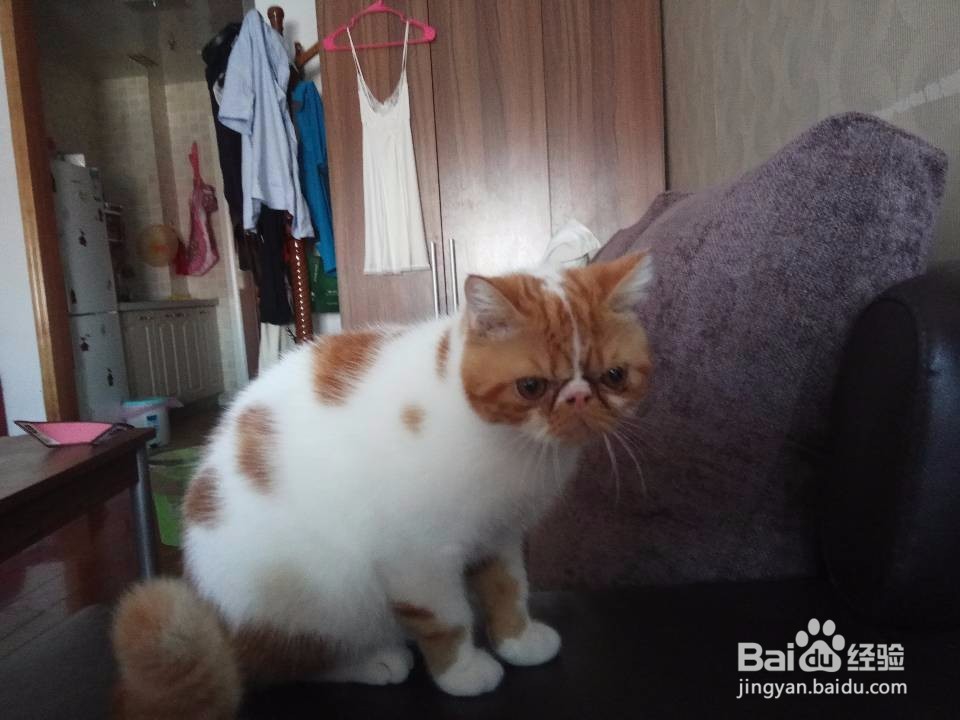 怎样清理加菲猫的泪痕