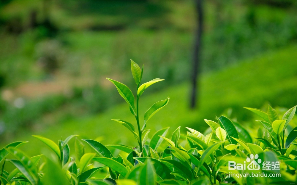 长白山药谷丁香红茶和肝硬化的关系