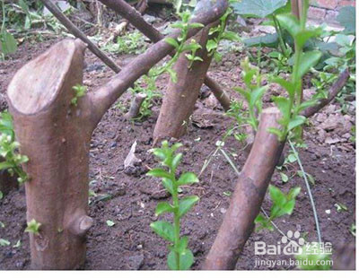 桂花树插枝能活吗?应该怎么插?