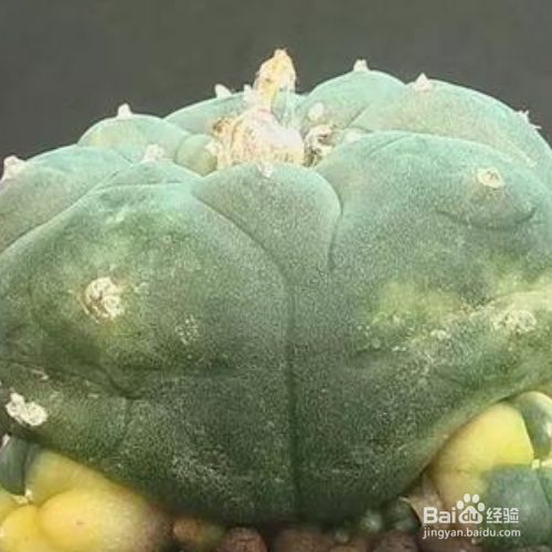 鸟羽玉的培育方法和注意事项