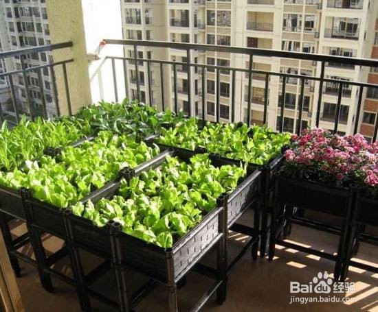 什么蔬菜适合在阳台上种