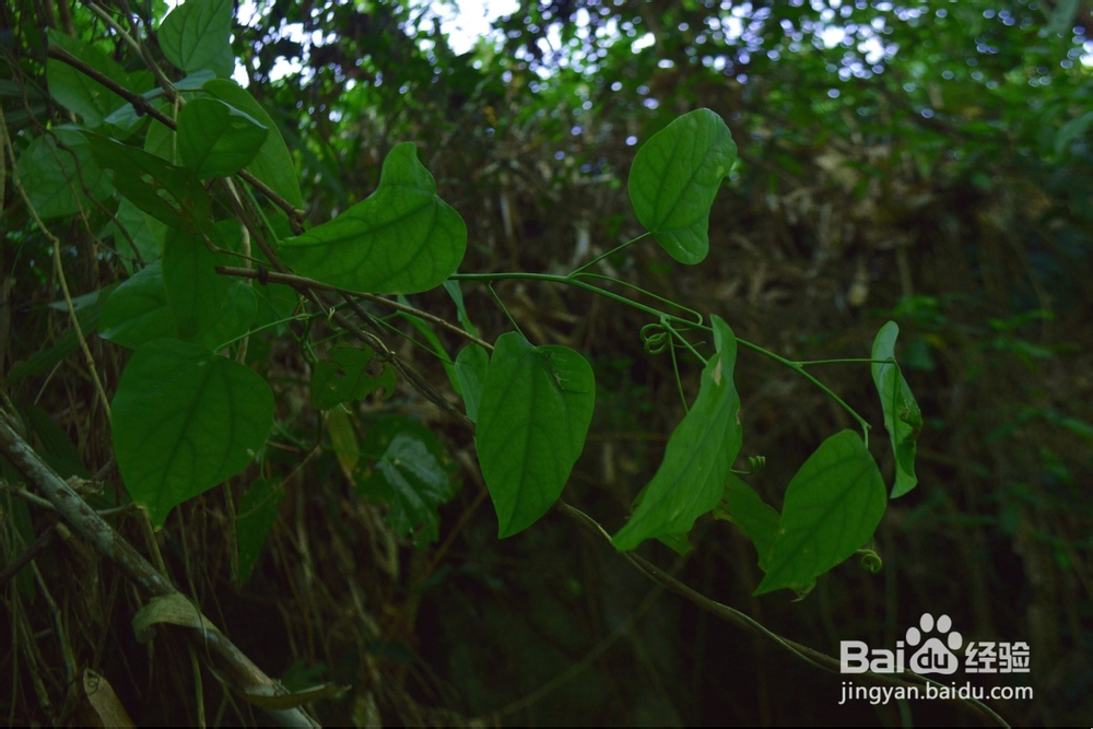 痛风的预防与尿酸的控制（降尿酸）