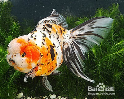 如何养好小金鱼