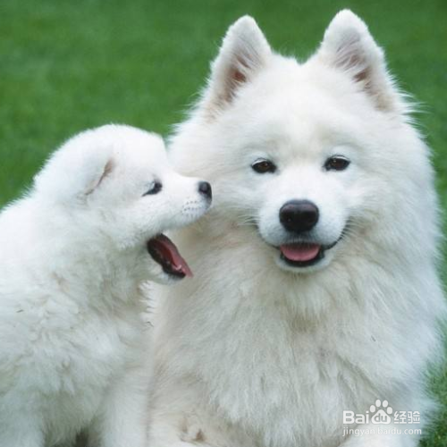 怎么训练狗狗在一个地方上厕所