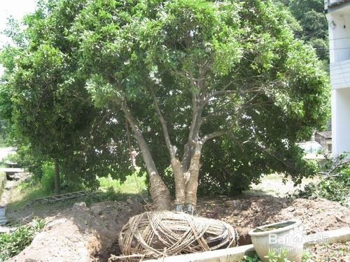 地产景观中选苗时需要注意哪些东西？