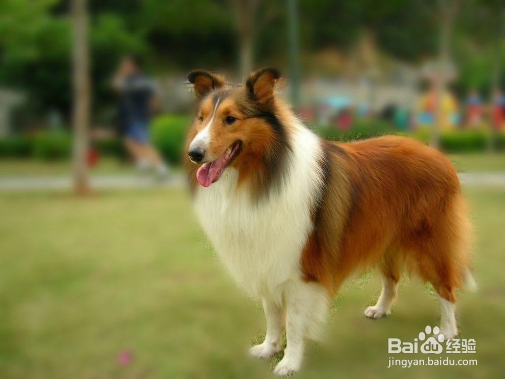 狗狗智商排行榜