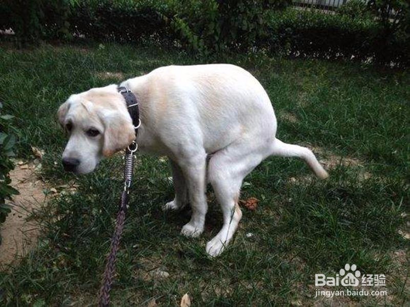 怎样从细微处发现自己的狗狗生病了