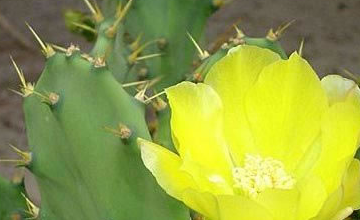 如何种植美丽的植物?