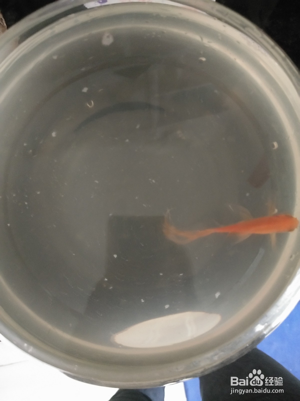 怎么换水让家里小型鱼缸里的金鱼活的时间更长