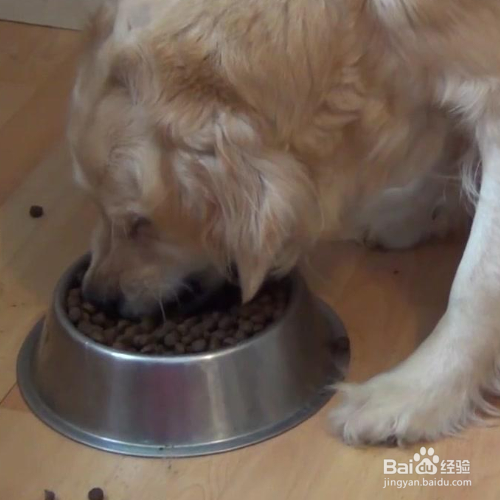 狗狗不让碰它的食物该怎么办