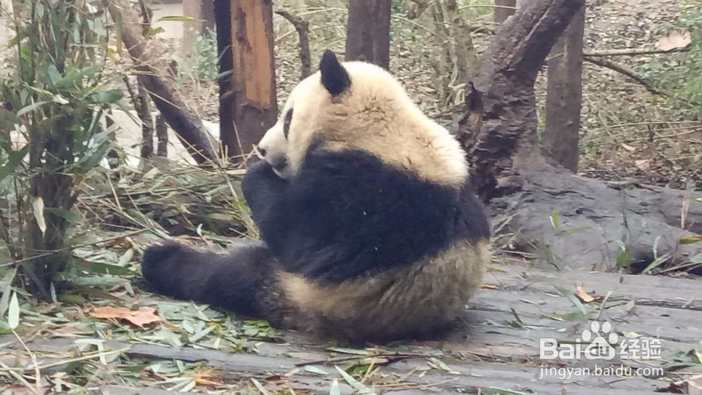 成都熊猫基地一游