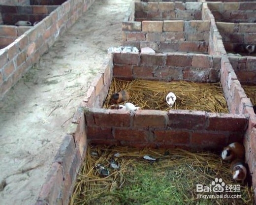 小白兔如何饲养