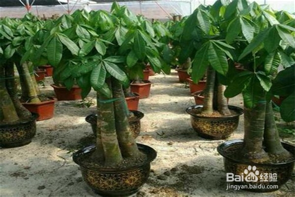 发财树养殖的方法和注意事项?