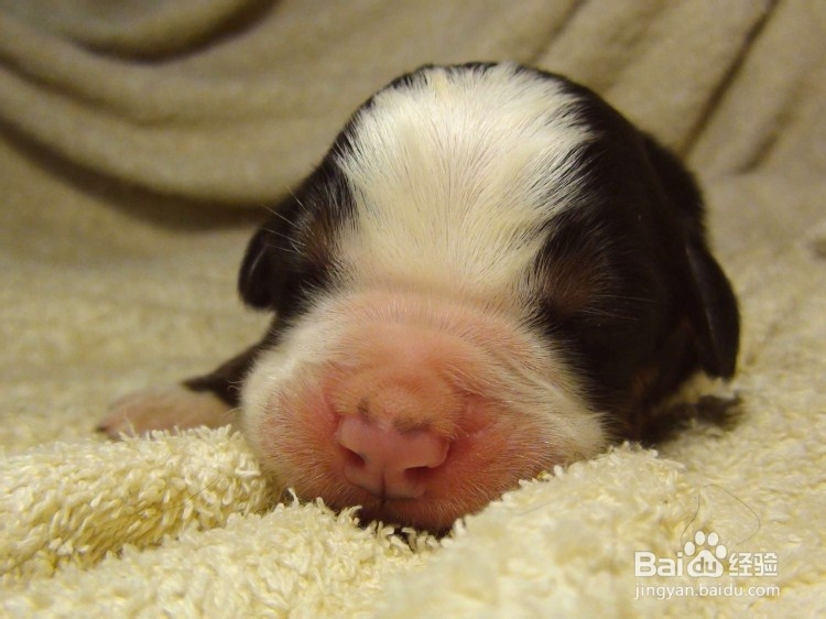 伯恩山犬的夏季养护