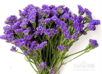 常见的花草茶的识别—(1)