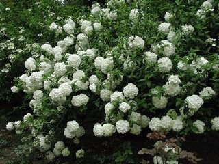 怎样让麻叶绣球按照人们需要开花?