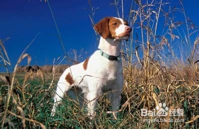 十大妙招搞定吉娃娃饲养