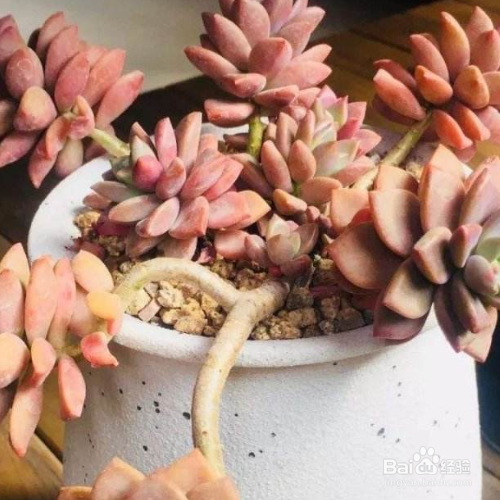 法师怎么养成多头老桩