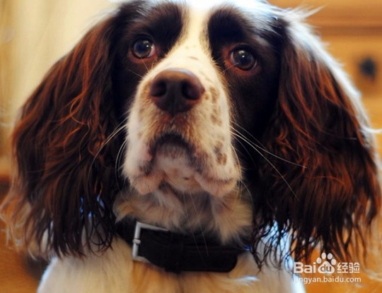 新乡好的宠物美容学校