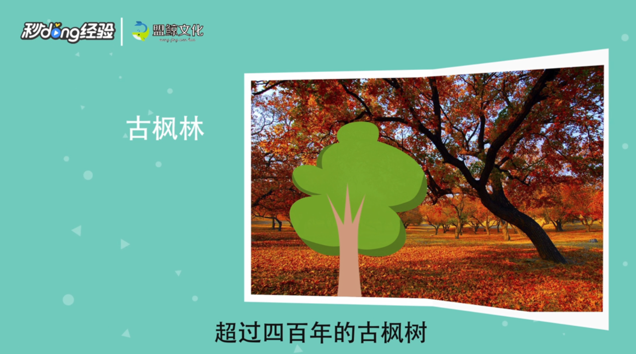 太平山赏枫节有哪些观景地点