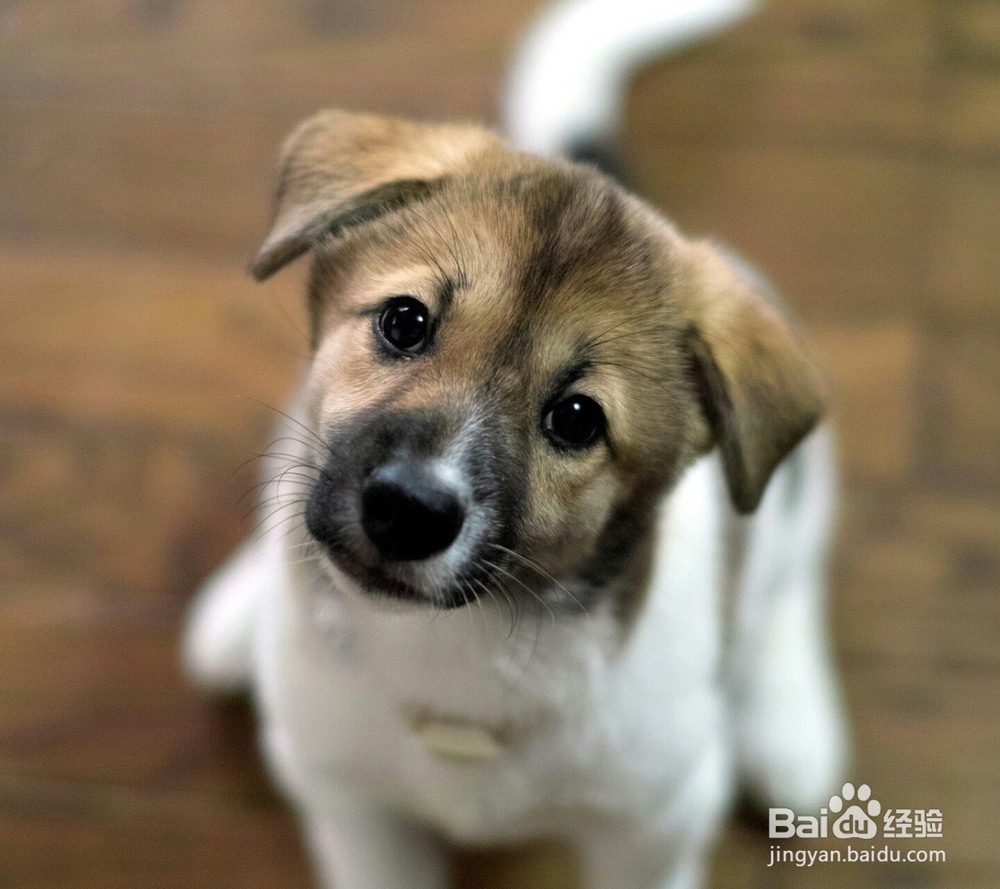 怎样给狗狗护理耳朵