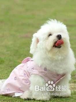 怎么处理多只狗争斗的情况