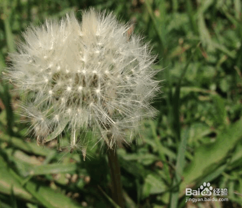 盆栽蒲公英的种植方法