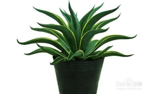 龙舌兰的养殖和注意事项