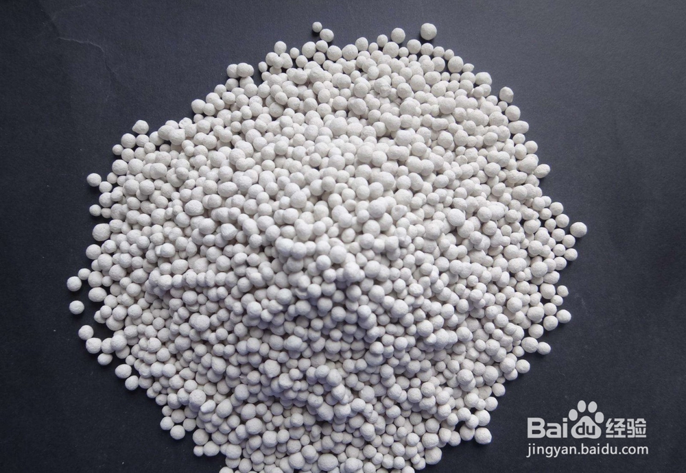 阳台月季室内月季怎么养才能开花