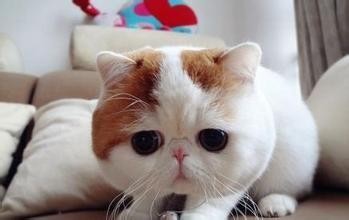养加菲猫的注意事项