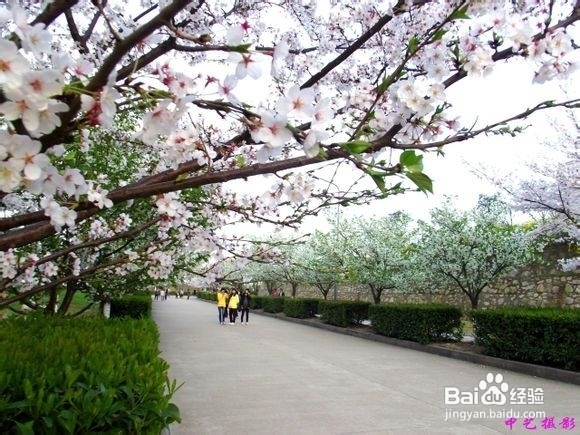 【湖中医小y学长大放送】湖中医导游篇