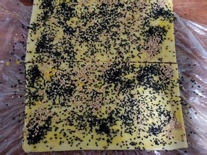 红薯美味芝麻条