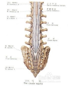腰间盘突出症状分类及预防方法