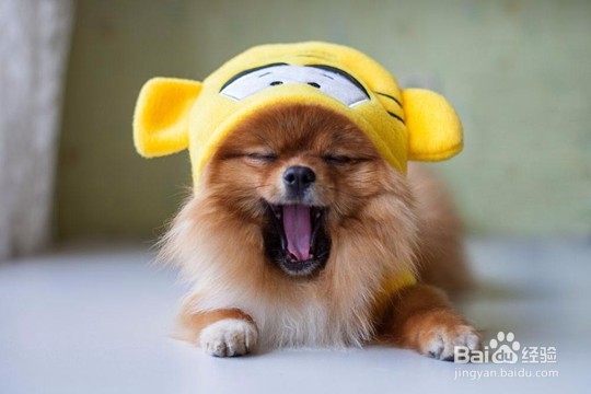 邵阳怎么选择宠物美容学校