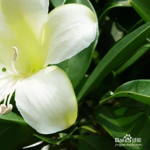非洲茉莉常见病虫害及防治方法有那些