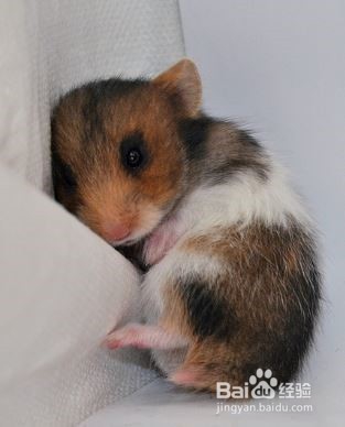 怎么判断仓鼠年龄