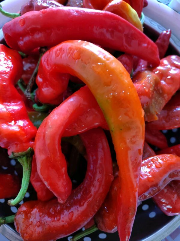 贵州风味番茄辣酱